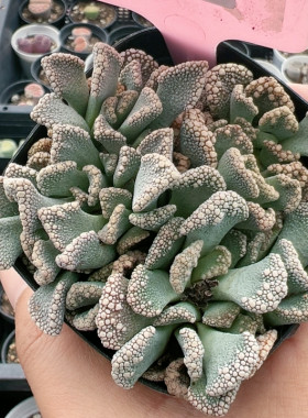 多肉植物大年份特价6984天女