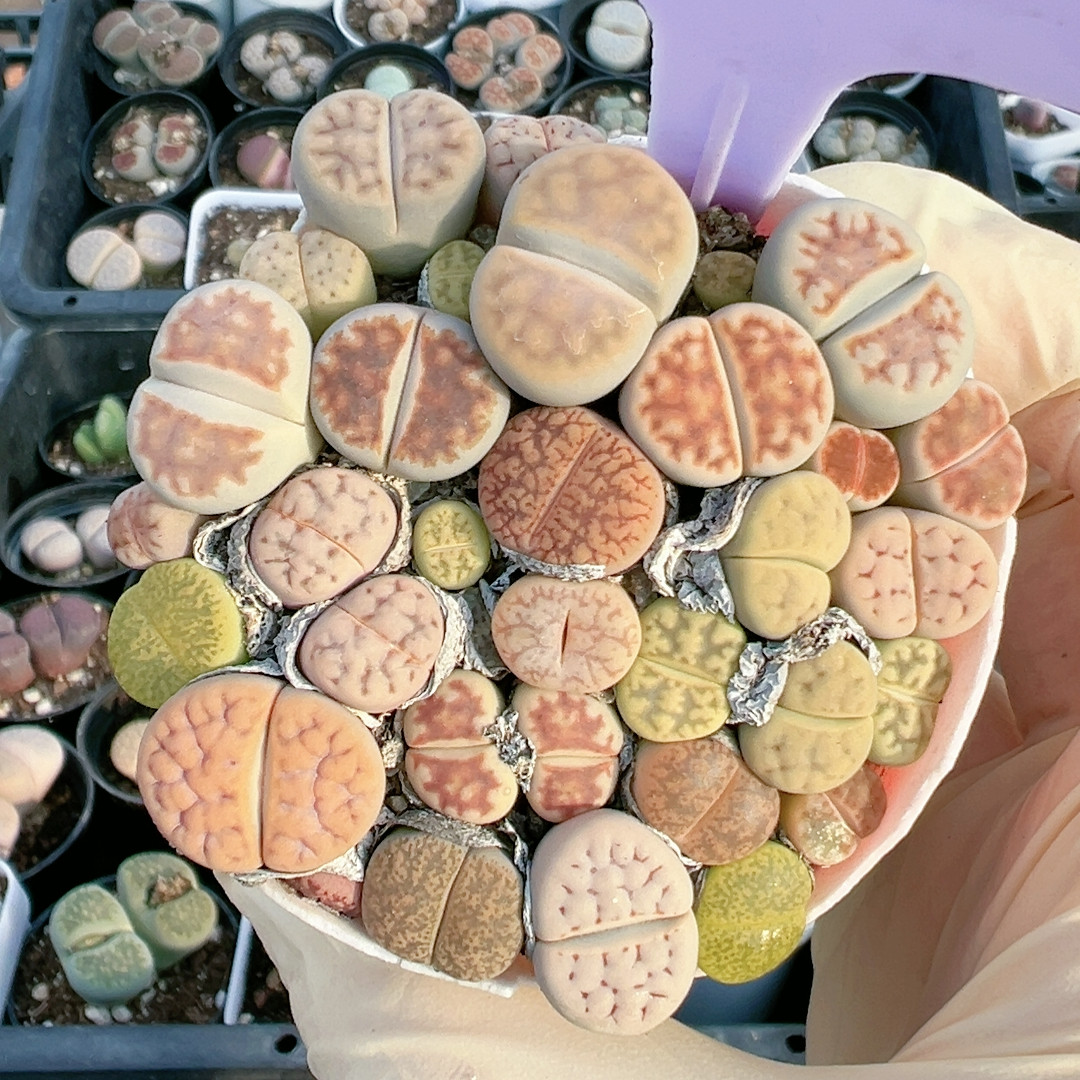 生石花母本带盆开花多肉植物屁股花4609