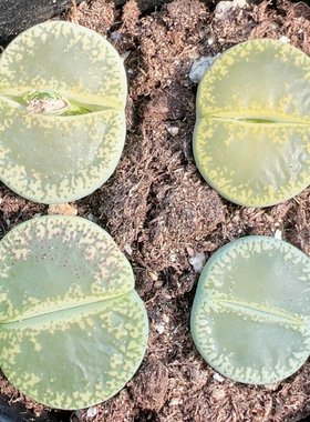 生石花切糕一物一拍5341绿宝石