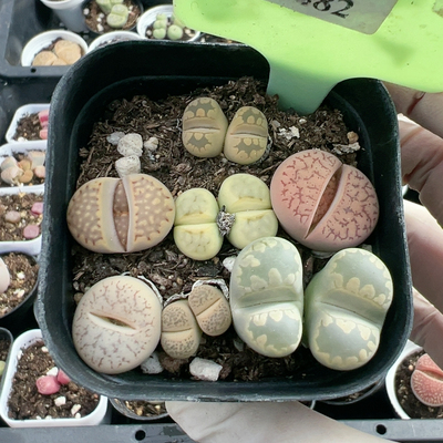 母本园艺优选一物一拍5482