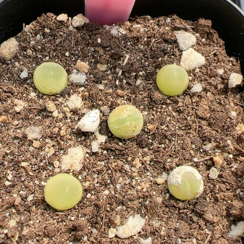 石生花多品种混发精品多肉植物251拉登