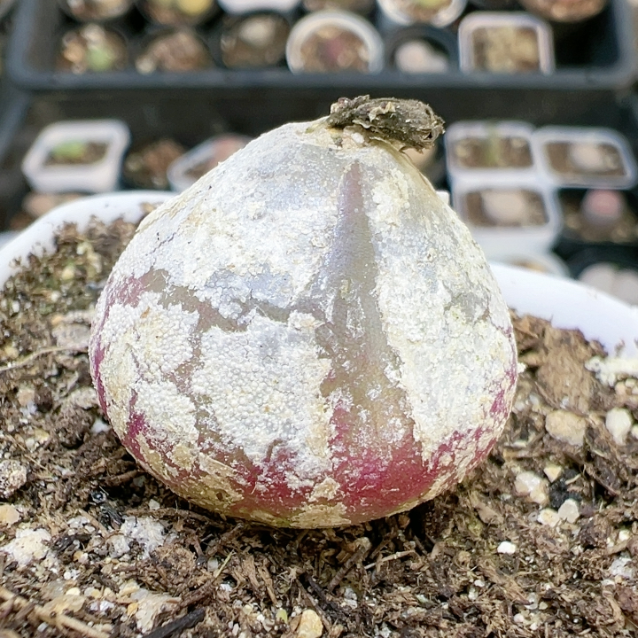 石生花屁股花1532灯泡