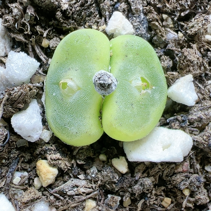 生石花切糕一物一拍4780水晶鞋