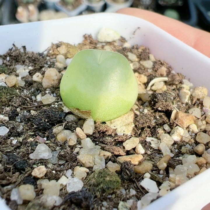 多品种混发精品多肉植物5248紫皮拉登