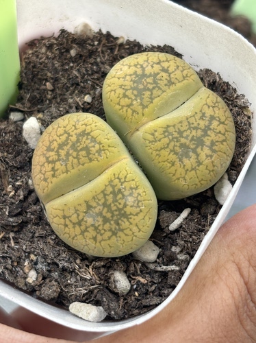南非多肉植物一物一拍黄日轮母本双头163