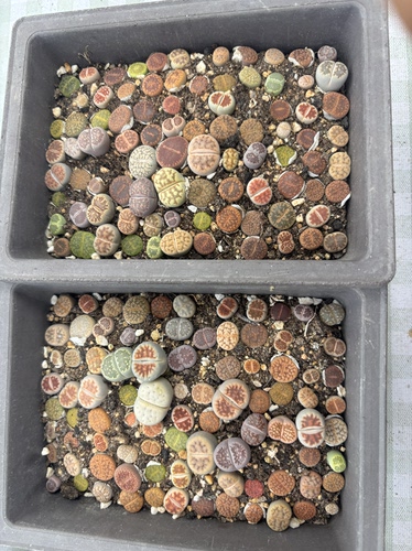 南非多肉植物一物一拍发货彩色混合1101