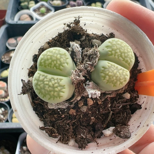 生石花母本双头双头群生8735绿孔雀
