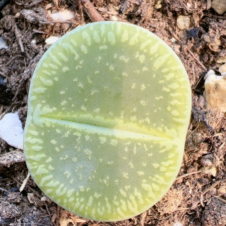 多品种混发精品多肉植物5285绿光阳