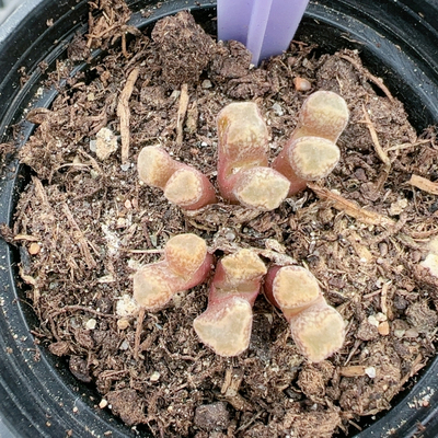 多肉植物番杏科大年份特价5507火柴