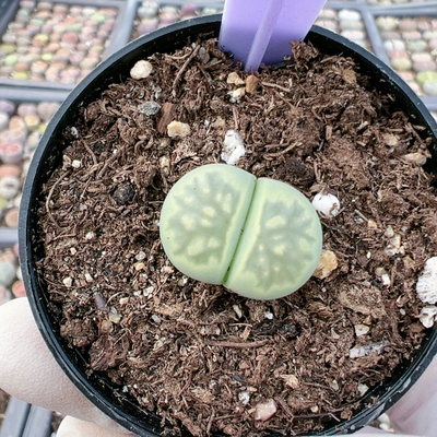 生石花石屁股花4991绿菊