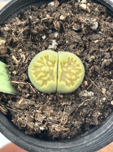多品种混发精品多肉植物绿菊化石152