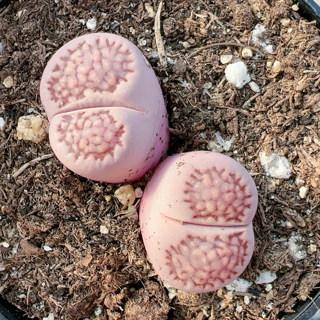 多品种混发精品多肉植物5446