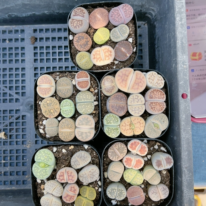 屁股花多品种混发精品多肉植物4709组合秒杀