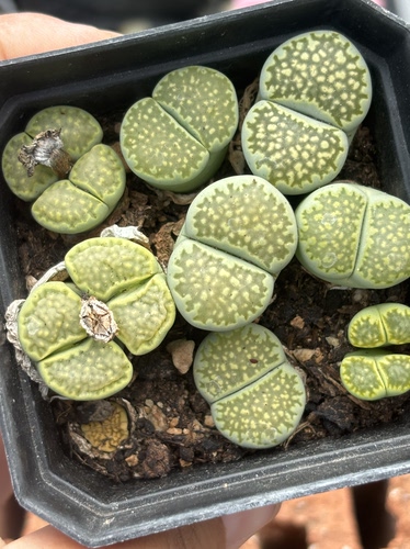 南非多肉植物一物一拍原土发货绿孔雀母本8827