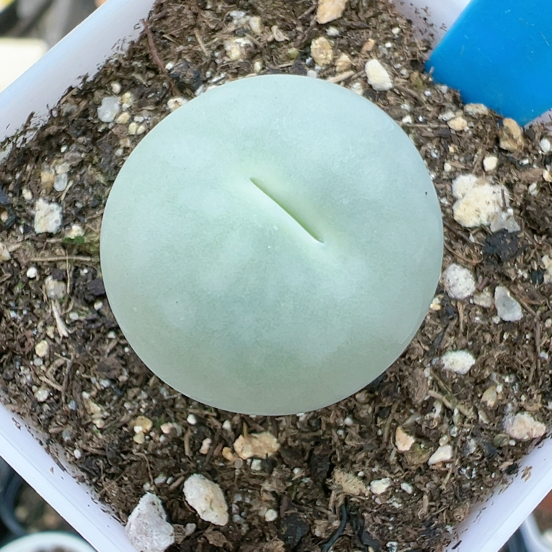 多品种混发精品多肉植物37597鸽子蛋