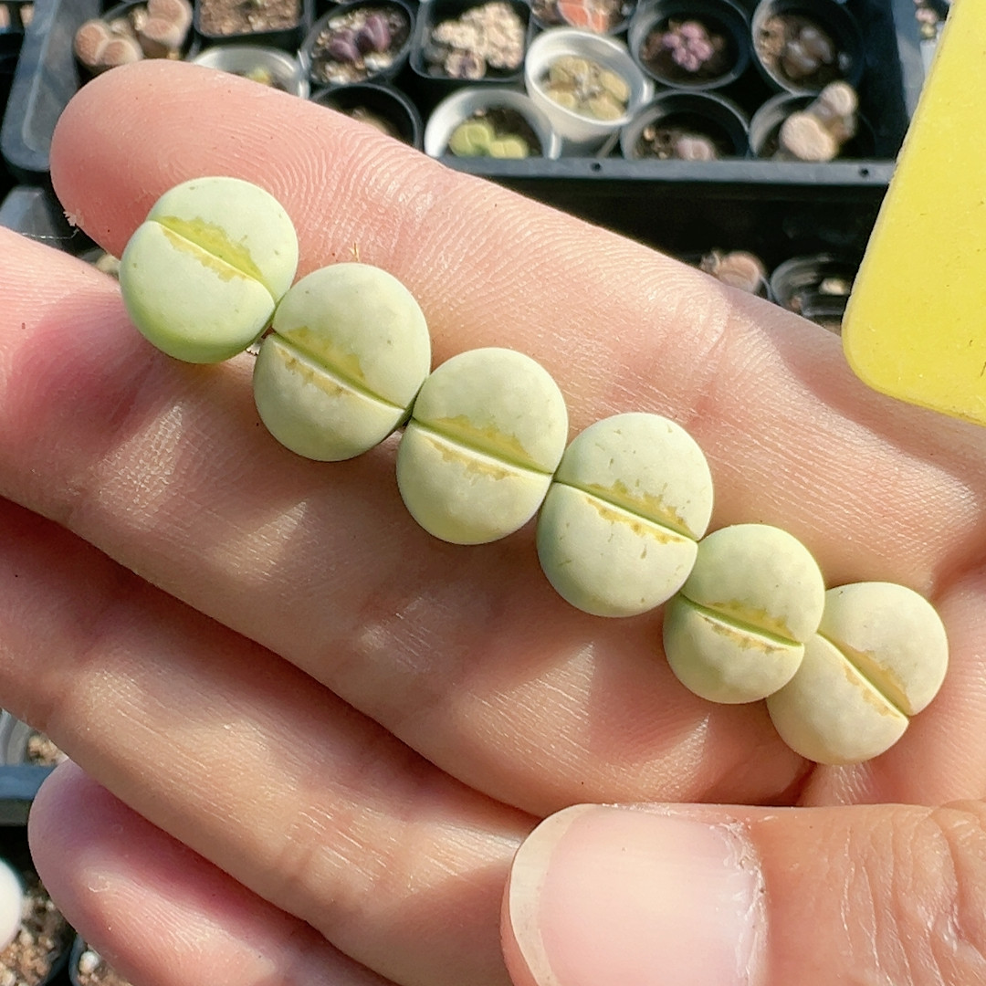 生石花切糕一物一拍741奶油寿丽