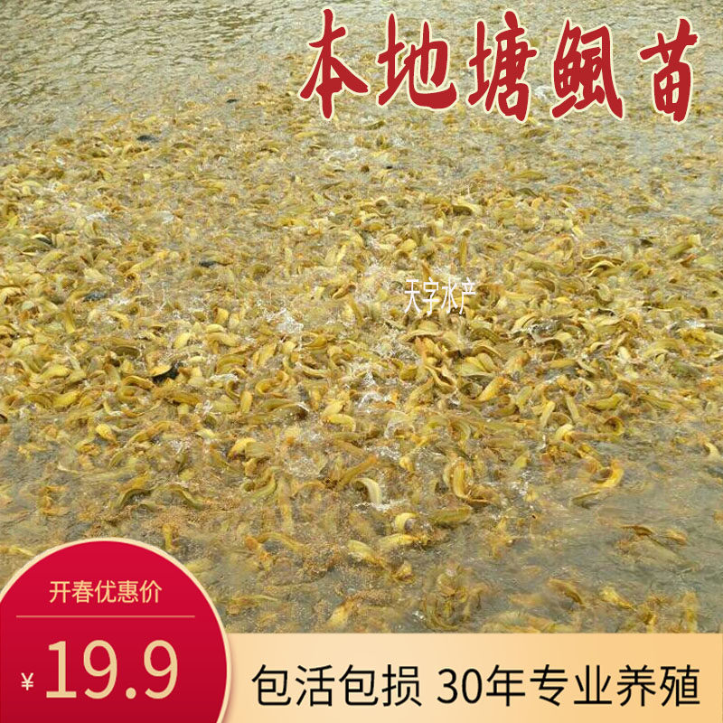 杂交本地塘鲺鱼苗塘角鱼