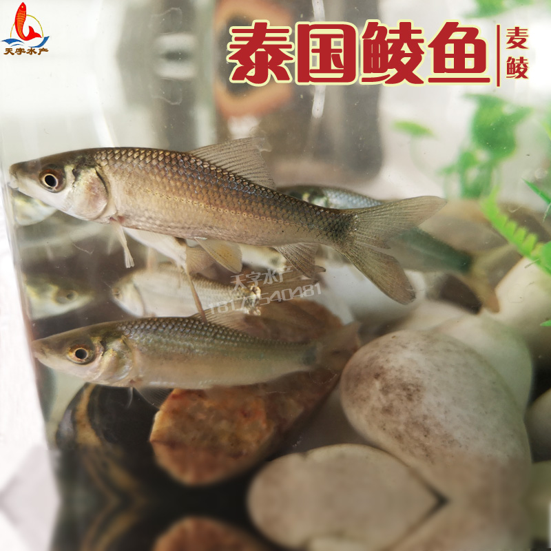 麦鲮鱼苗土鲮鱼苗泰国鲮鱼苗麦穗鱼草鱼苗食蚊鱼龙鱼