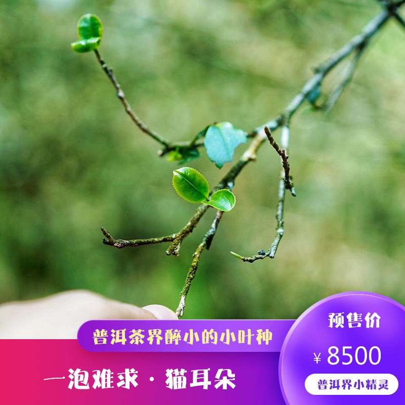 普洱茶界醉小的小叶种倚邦猫耳朵