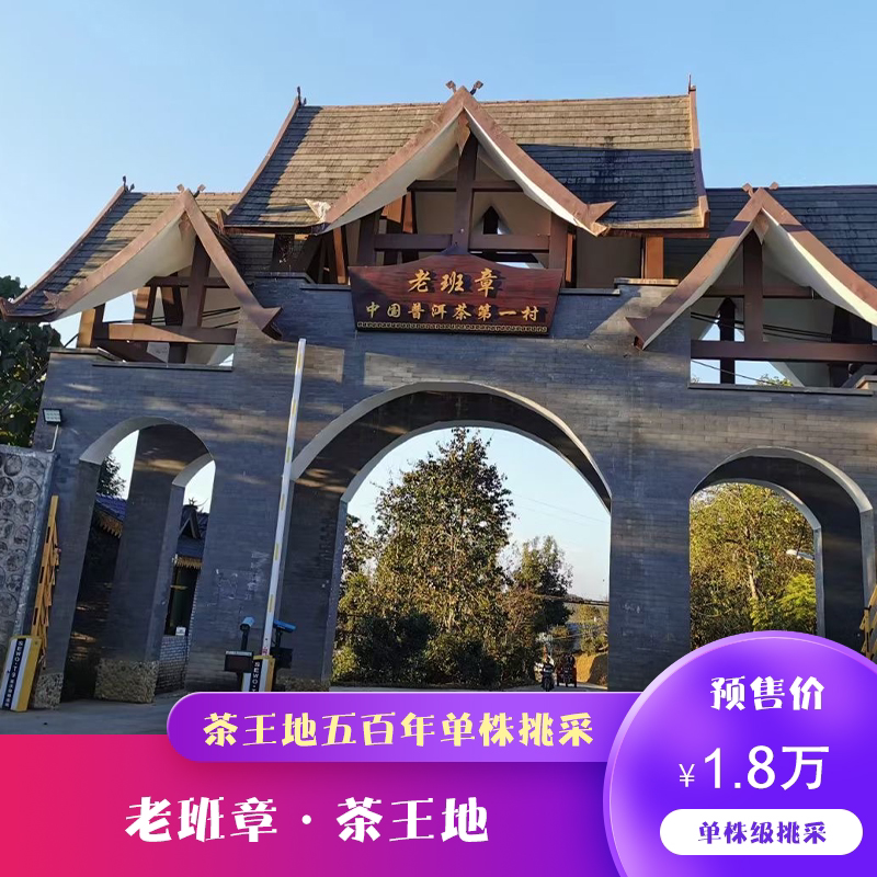老班章茶王地500年单株级的挑采