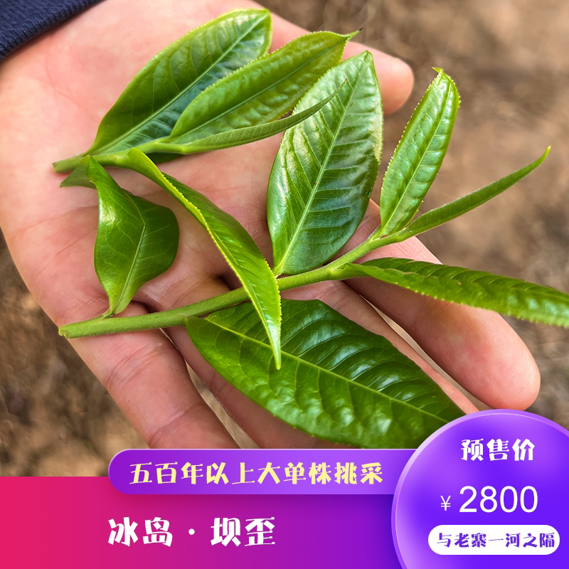 2026年冰岛坝歪500年单株级挑采