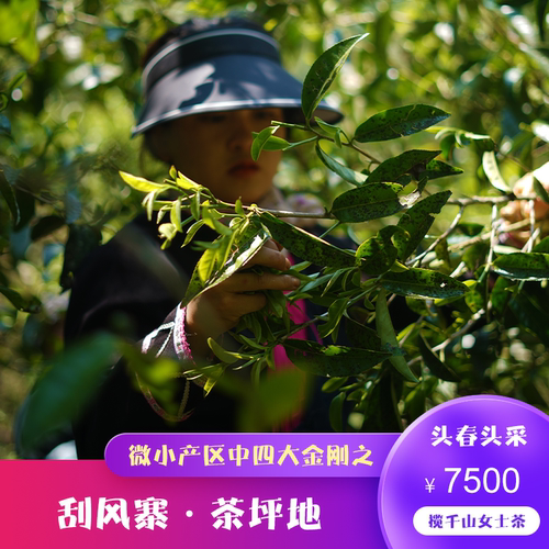 2025年头春头采刮风寨茶坪地