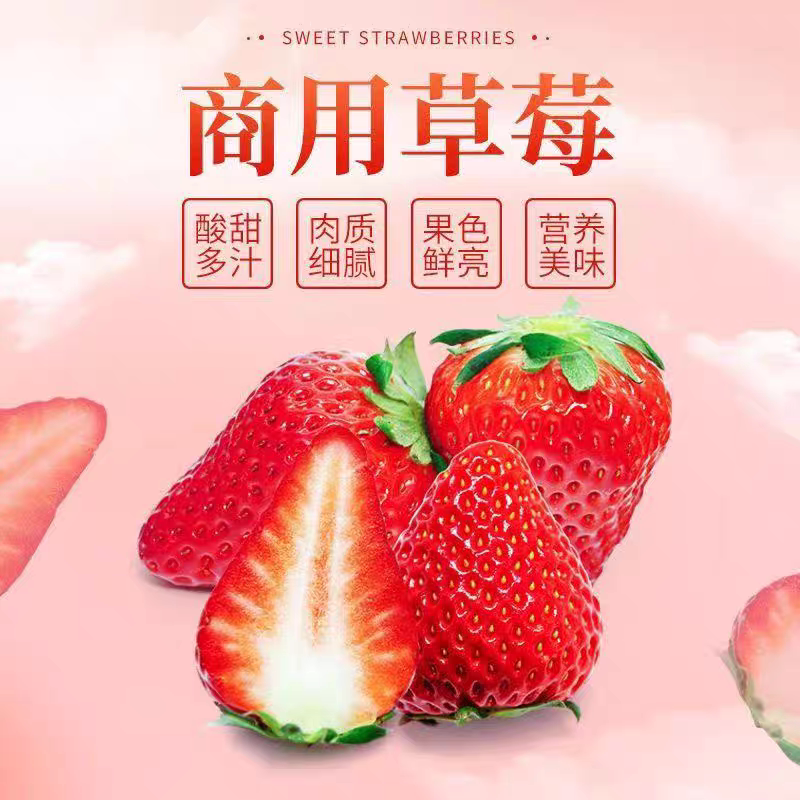 云南新鲜草莓商用草莓批发冰糖葫芦奶茶店烘焙专用现摘果园直发