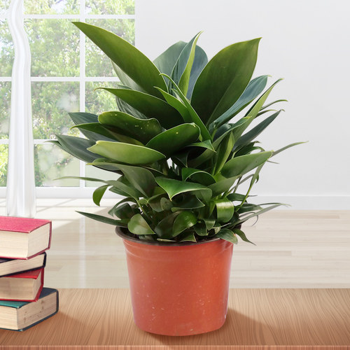 金钻蔓绿绒吸甲醛净化空气绿植盆栽室内高档花卉四季常青好养易活