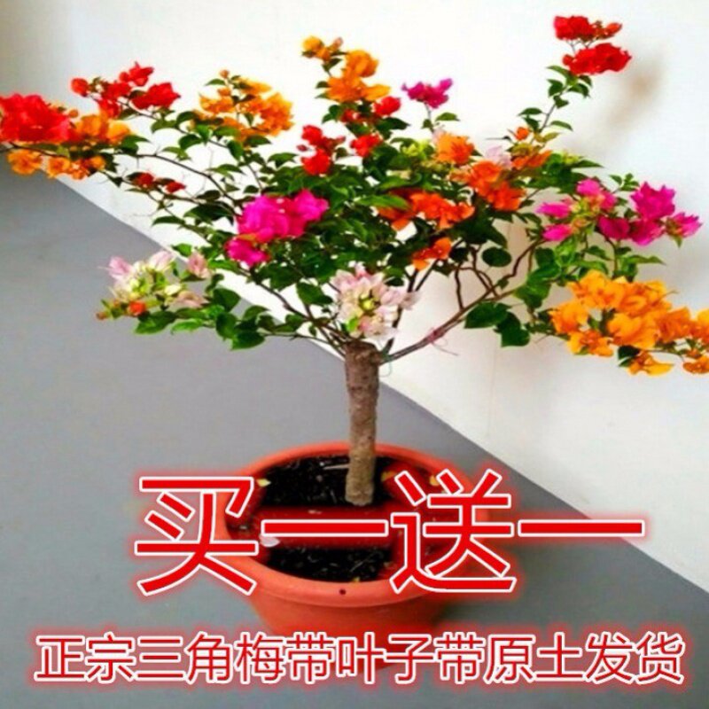 巴西三角梅攀援花卉买1颗送1颗