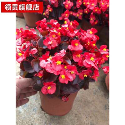 海棠花四季小叶盆栽室内包邮