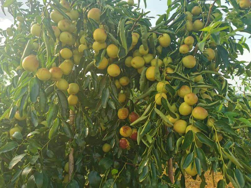 成都天府新区特产籍田贡枣绿色新鲜果蔬优惠促销好吃不贵当季包邮