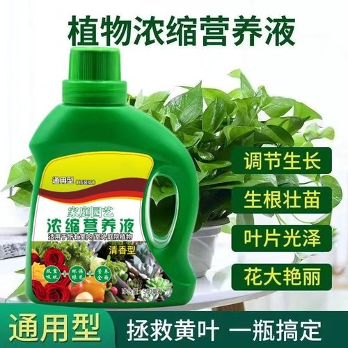 【植物营养液】家用养花卉绿萝