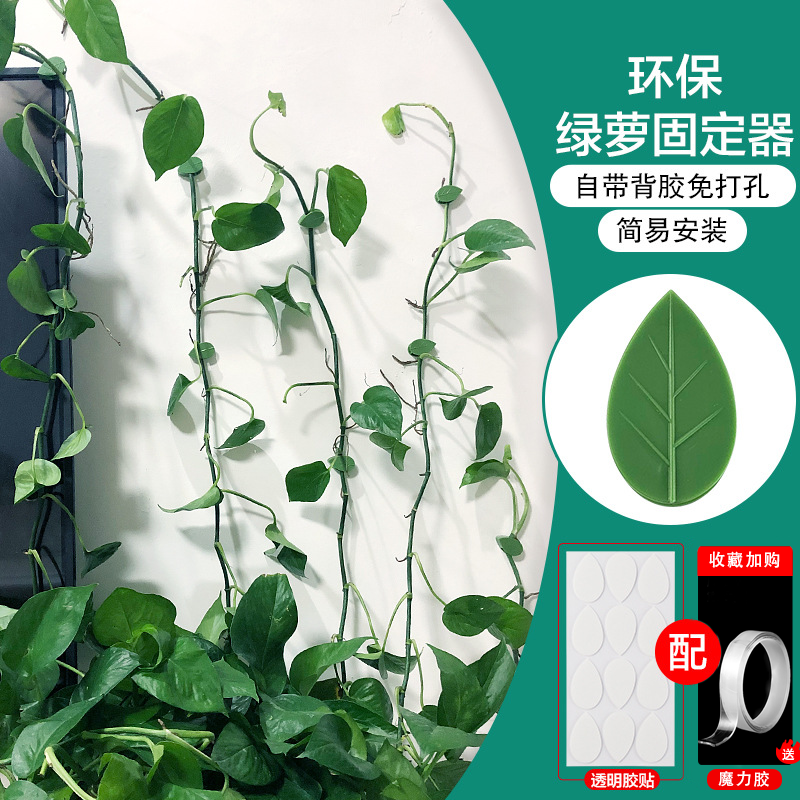 绿萝固定器绿植固定器绿植爬墙