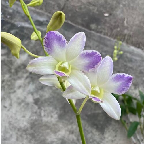 植家进口洋兰 【Dendrobium 'Blue Feng‘蓝枫】泼墨