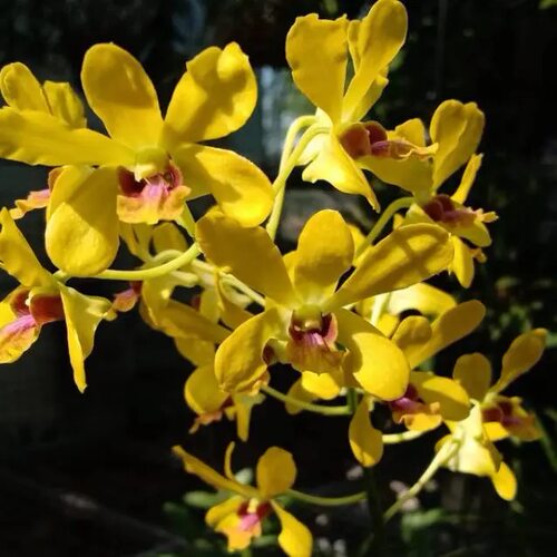 植家进口洋兰Den. Madame Uraiwan × Den. AnchingLubag金穗二代
