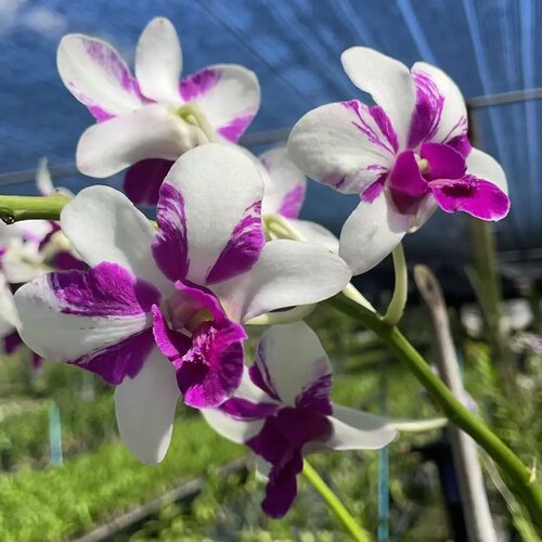 植家进口洋兰 【Dendrobium Charming White 大白脸泼】