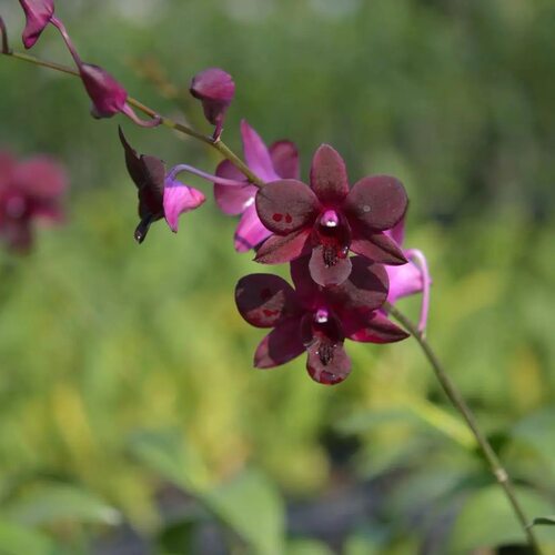植家进口洋兰 【Dendrobium Black Jelly 黑猫】红黑丝绒