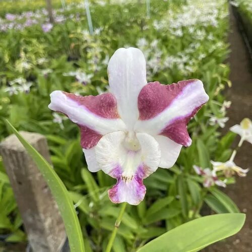 植家进口洋兰 【Dendrobium King Dragon 五彩龙王】
