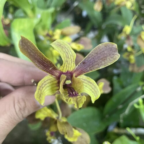 植家进口洋兰 【Den. Pesona Junrejo 索菲亚】带花香