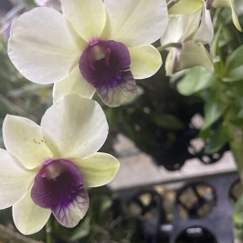 植家进口洋兰 【Dendrobium New Burana Red Stem 克里斯汀】