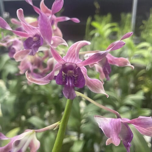 植家进口洋兰 【Dendrobium Caesar Dark Pink 宝灯红羊】
