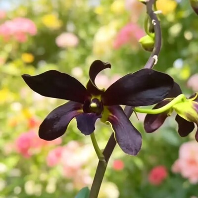 植家进口洋兰 【Dendrobium Nightmare 黑富贵】：珍稀深黑色