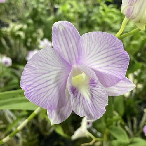 植家进口洋兰 【Dendrobium Pink Stripe 线条实生苗】