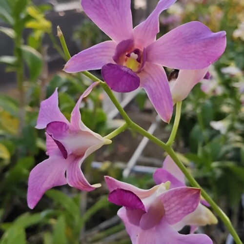植家进口洋兰【Dendrobium 'Purple Mist Veil'紫纱】复古色系