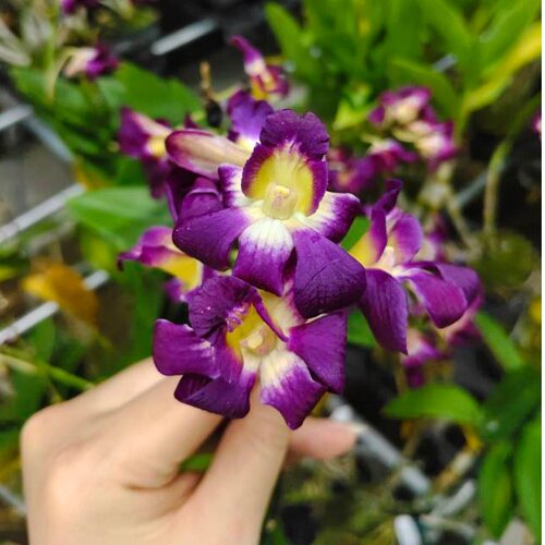 植家进口洋兰【D.Thongdaeng×MaynealUraiwan 布拉纳】复古丰花