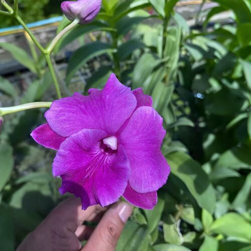 植家进口洋兰 【Dendrobium Magenta Glow雷娅】高饱和玫红