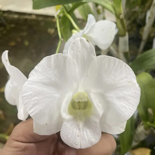 植家进口洋兰 【Dendrobium White Kanjana 白玉兰】六倍体大花型