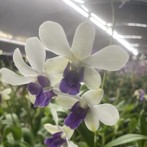 植家进口洋兰 【Den.Charming whitexMadame紫唇白脸】白瓣紫唇
