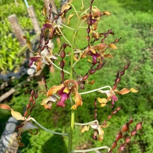 植家进口洋兰 【Dendrobium JK Helix 咖啡羊】