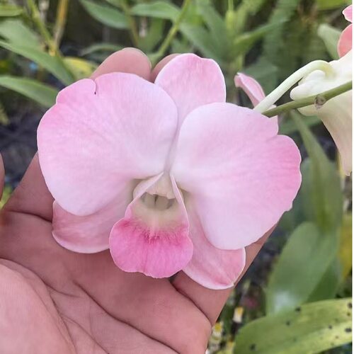 植家进口洋兰【Dendrobium 'Peach Blossom'大蜜桃】端庄饱满大气